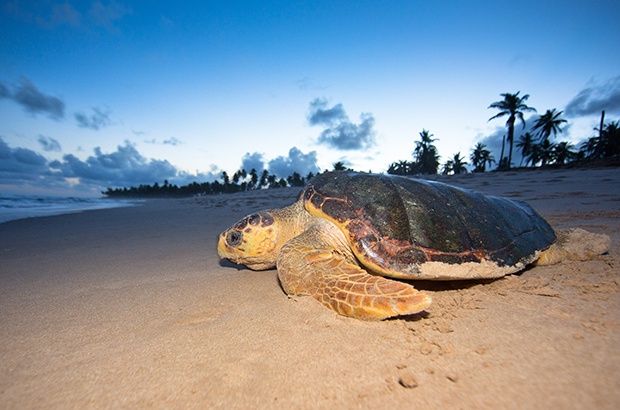 Guia orientará licenciamento em áreas de tartaruga marinha