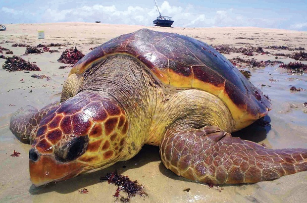 Tartaruga marinha capturada na pesca no Ceará é vista desovando no México