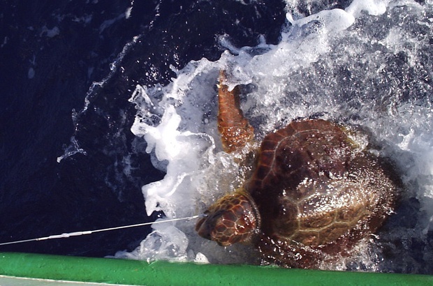 Estudo avalia pescarias de espinhel pelgico que capturam tartarugas incidentalmente