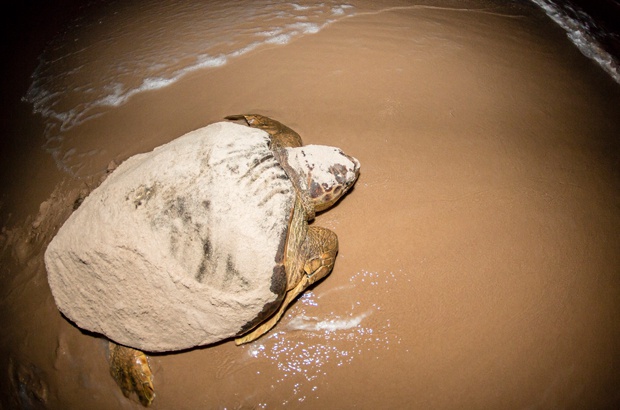 A vida em nova temporada: tartarugas marinhas voltam às praias brasileiras para a reprodução