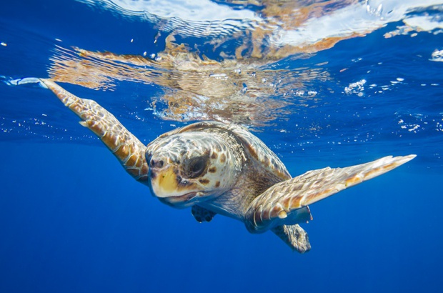 Pesquisa revela informações sobre tartarugas marinhas no sul do Brasil
