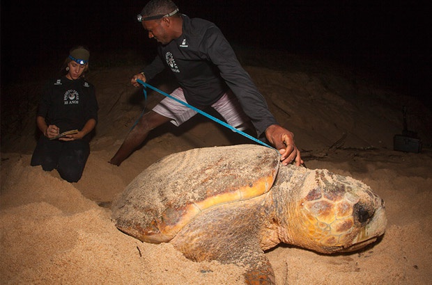 Resultados da temporada de desovas no continente surpreendem pelo aumento de ninhos de tartaruga-cabeçuda