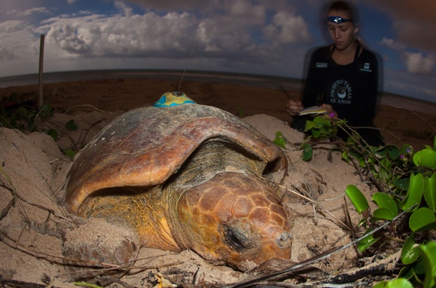 Tartaruga marinha acompanhada por oito anos é aguardada para desovar nesta temporada