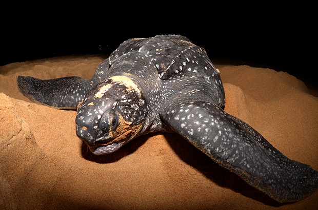 População de tartarugas-de-couro do Brasil mostra sinais de recuperação