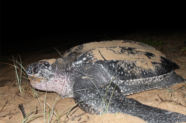 Pesquisa busca mais informações sobre as tartarugas-de-couro no Brasil