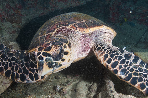 Identificadas recapturas internacionais de tartarugas de pente marcadas no Brasil