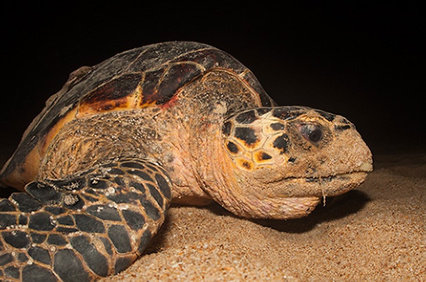 Tartarugas marinhas são consideradas sentinelas do clima no planeta