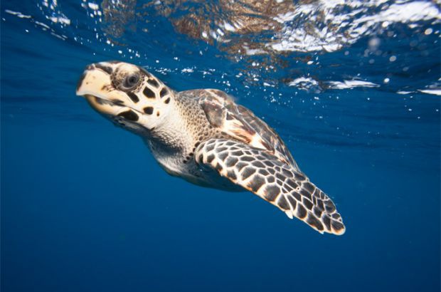 Encontro discute proteção das tartarugas marinhas no NE