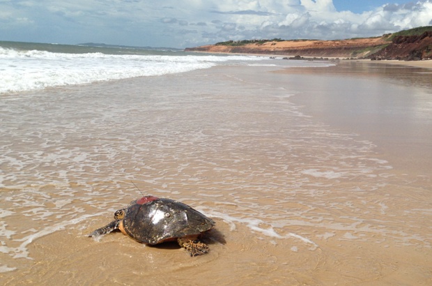 Estudo revela rotas migratórias das tartarugas-de-pente