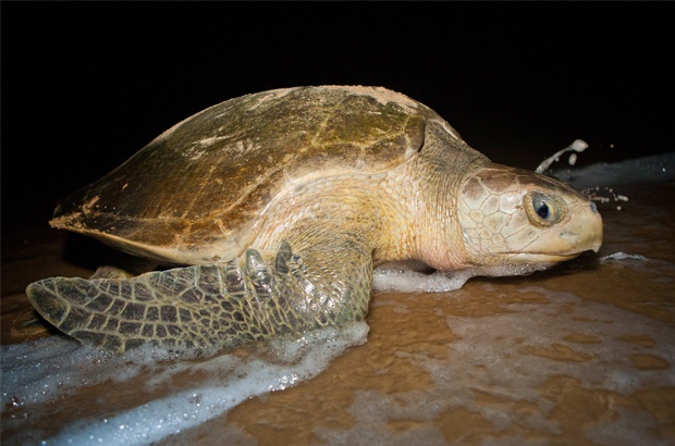 Temporada de reprodução das tartarugas marinhas 2016-2017