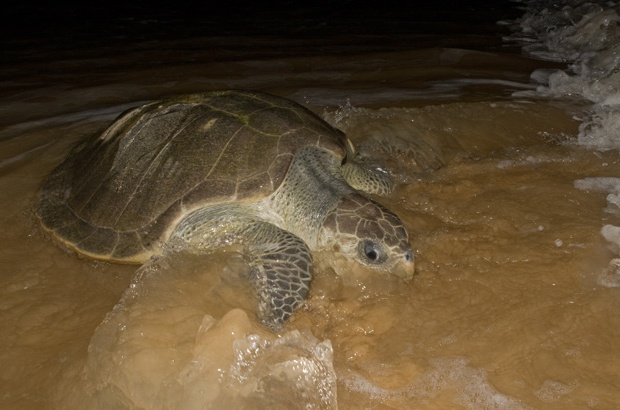 Pesquisadores querem saber mais sobre a população de tartarugas-oliva no Brasil