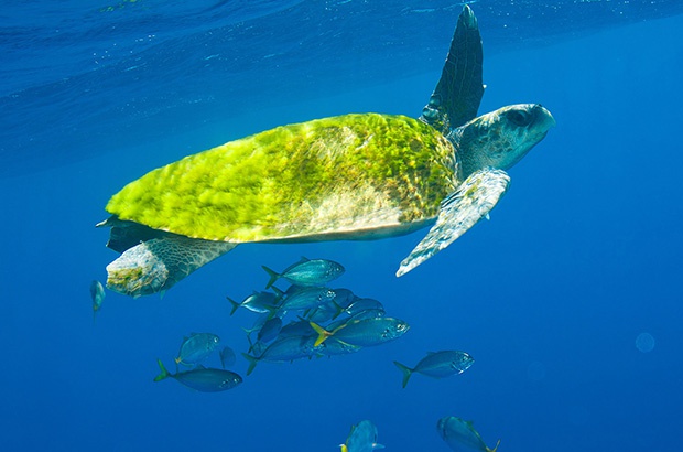 16 de junho é o Dia Mundial da Tartaruga Marinha!