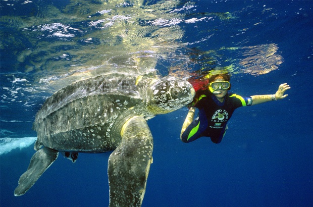 Novas ações para proteger as tartarugas marinhas