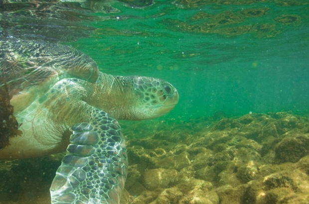 Tartaruga é um dos temas de congresso latino-americano de reabilitação da fauna marinha