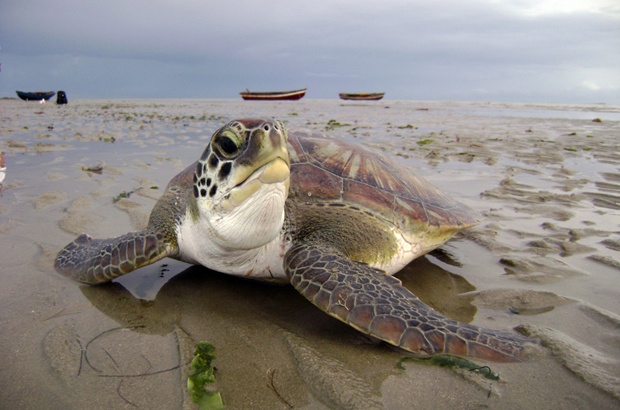 Pesquisa analisa a saúde de tartarugas marinhas em cinco estados brasileiros