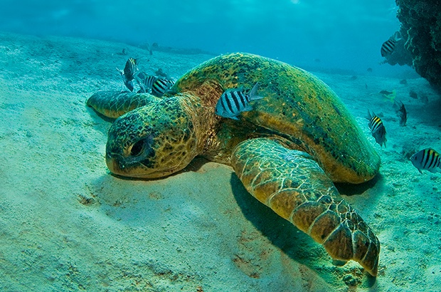 Dia mundial do oceano: Nosso planeta azul