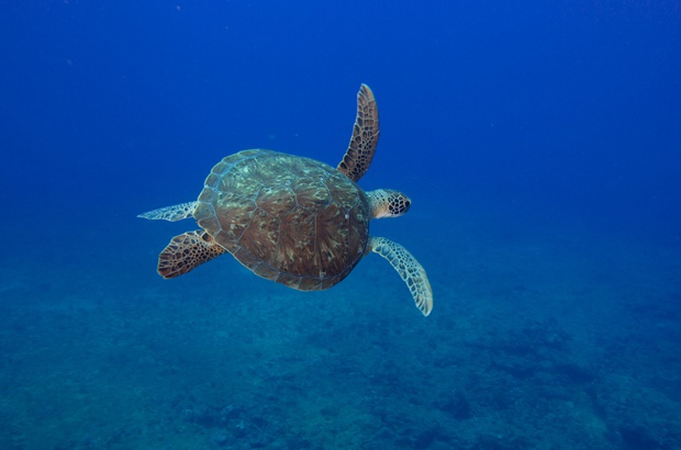 Inicia temporada reprodutiva das tartarugas marinhas em Fernando de Noronha