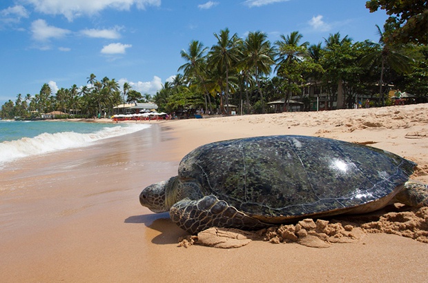 Tartaruga-verde marcada na Ilha da Trindade em 1996 é encontrada na Praia do Forte