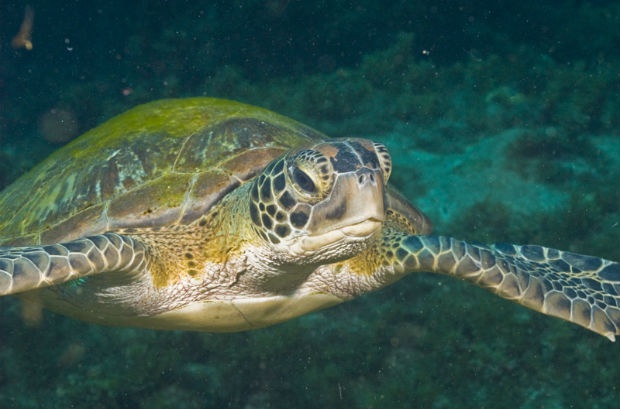 Monitoramento de pesca tradicional ajuda a avaliar crescimento da população de tartarugas em SP