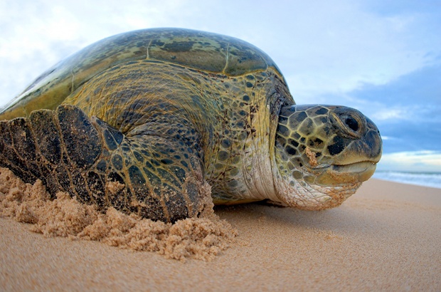 Levantamento de tartarugas capturadas pela pesca revela cinco espécies no Ceará