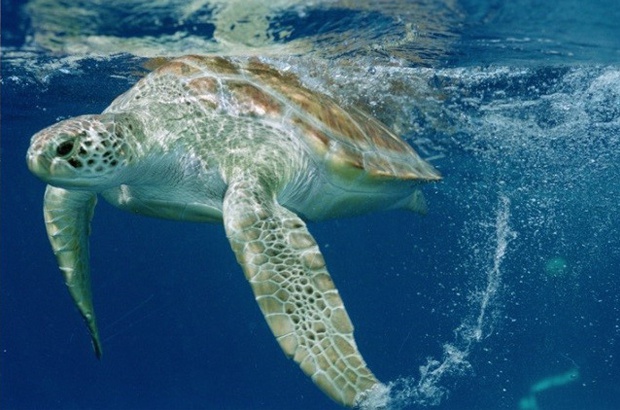 Aumenta proteção às tartarugas marinhas