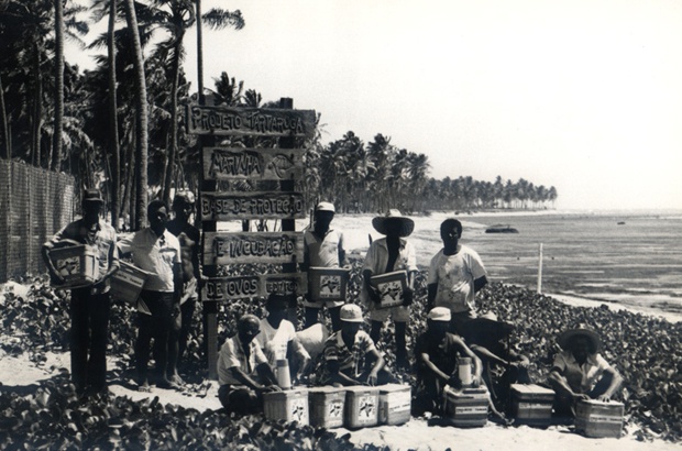 Estudo mergulha na história do TAMAR e analisa biografias de tartarugueiros