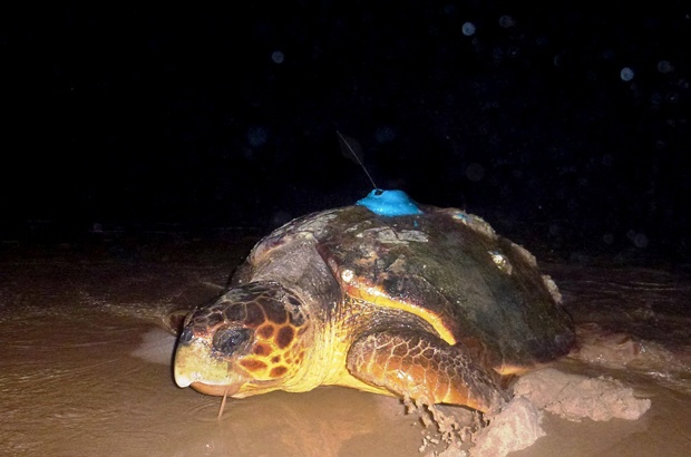 Dados por satlite revelam rotas migratrias de tartarugas marinhas