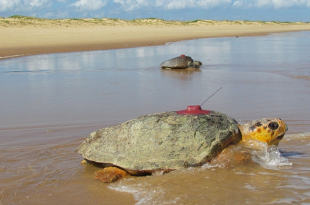 Estudo busca informações para proteger tartarugas marinhas em Sergipe
