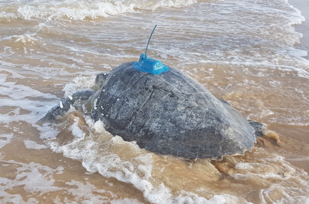 Pesquisa acompanha tartarugas marinhas por satélite em Sergipe
