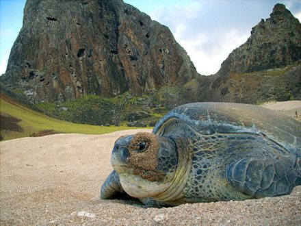 Termina temporada reprodutiva nas ilhas de Fernando de Noronha e Trindade