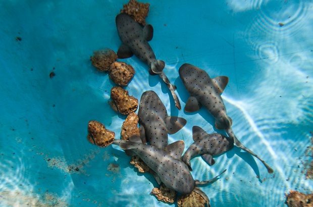 Nascem cinco filhotes de tubarão ameaçado de extinção no TAMAR