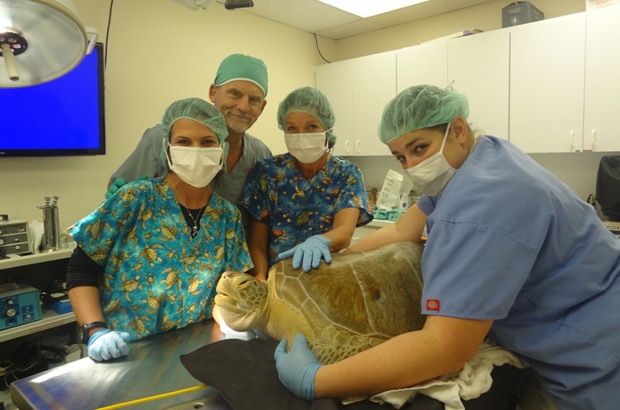 Tamar participa de workshop de reabilitação de tartarugas marinhas 