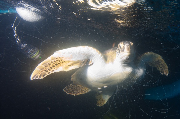 Pesquisa busca reduzir captura incidental de tartarugas marinhas na pesca