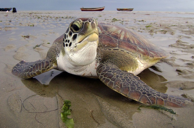 Ameaças às tartarugas marinhas estudadas em quatro estados brasileiros