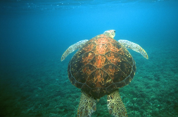 Berço privilegiado para as tartarugas verdes no meio do Atlântico