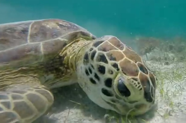 Vídeos registram hábitos das tartarugas marinhas