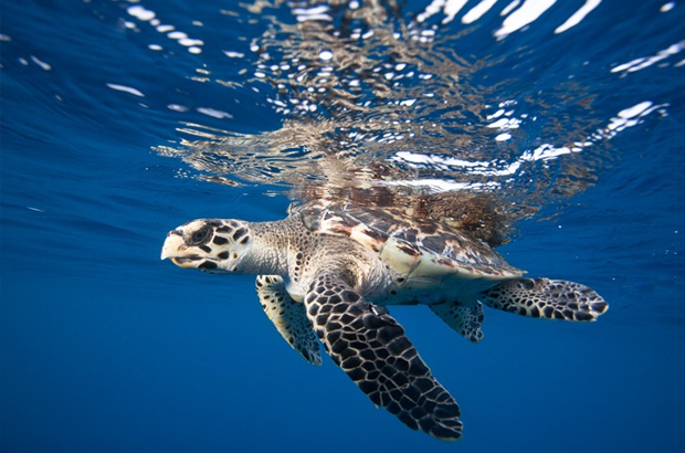 Viva o Dia Internacional da Tartaruga Marinha!