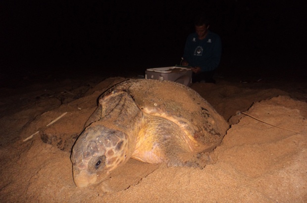 Tartaruga marinha retorna à mesma praia brasileira há 32 anos